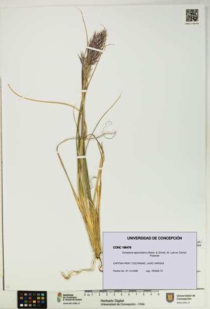 Cortaderia egmontiana [Espécimen: UDEC:CONC:0166476]