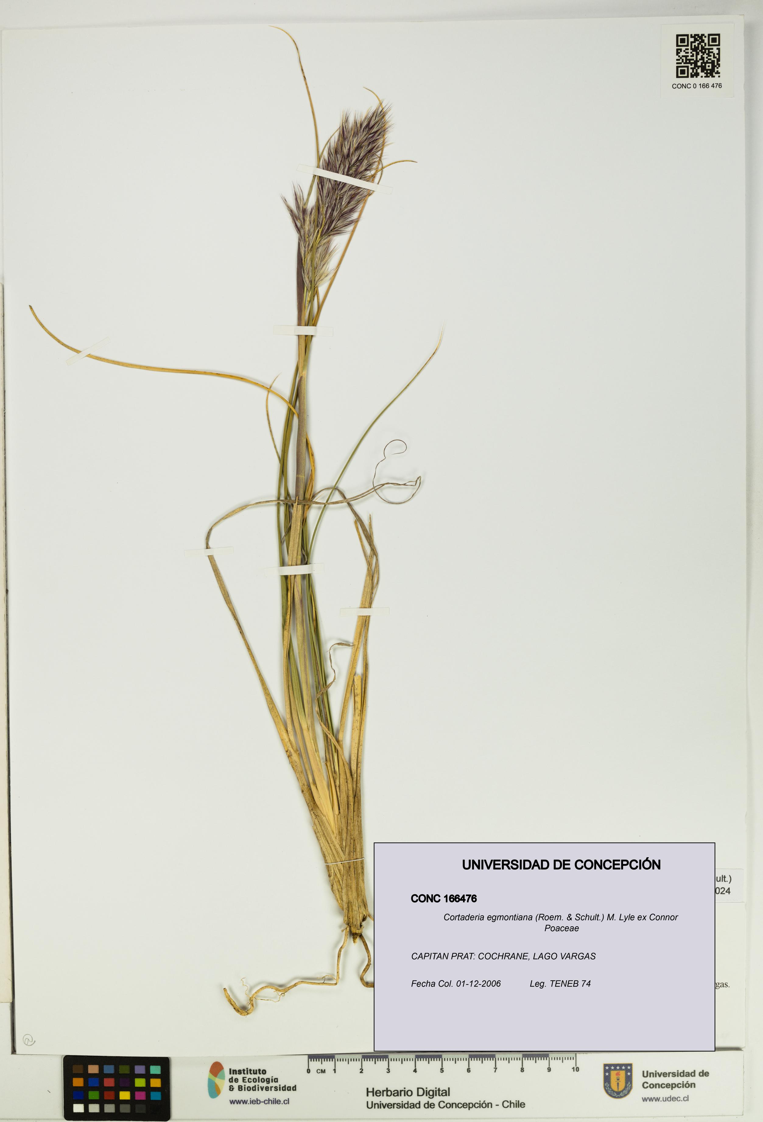 Cortaderia egmontiana [Espécimen: UDEC:CONC:0166476]