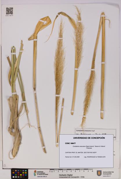 Cortaderia araucana [Espécimen: UDEC:CONC:0166477]