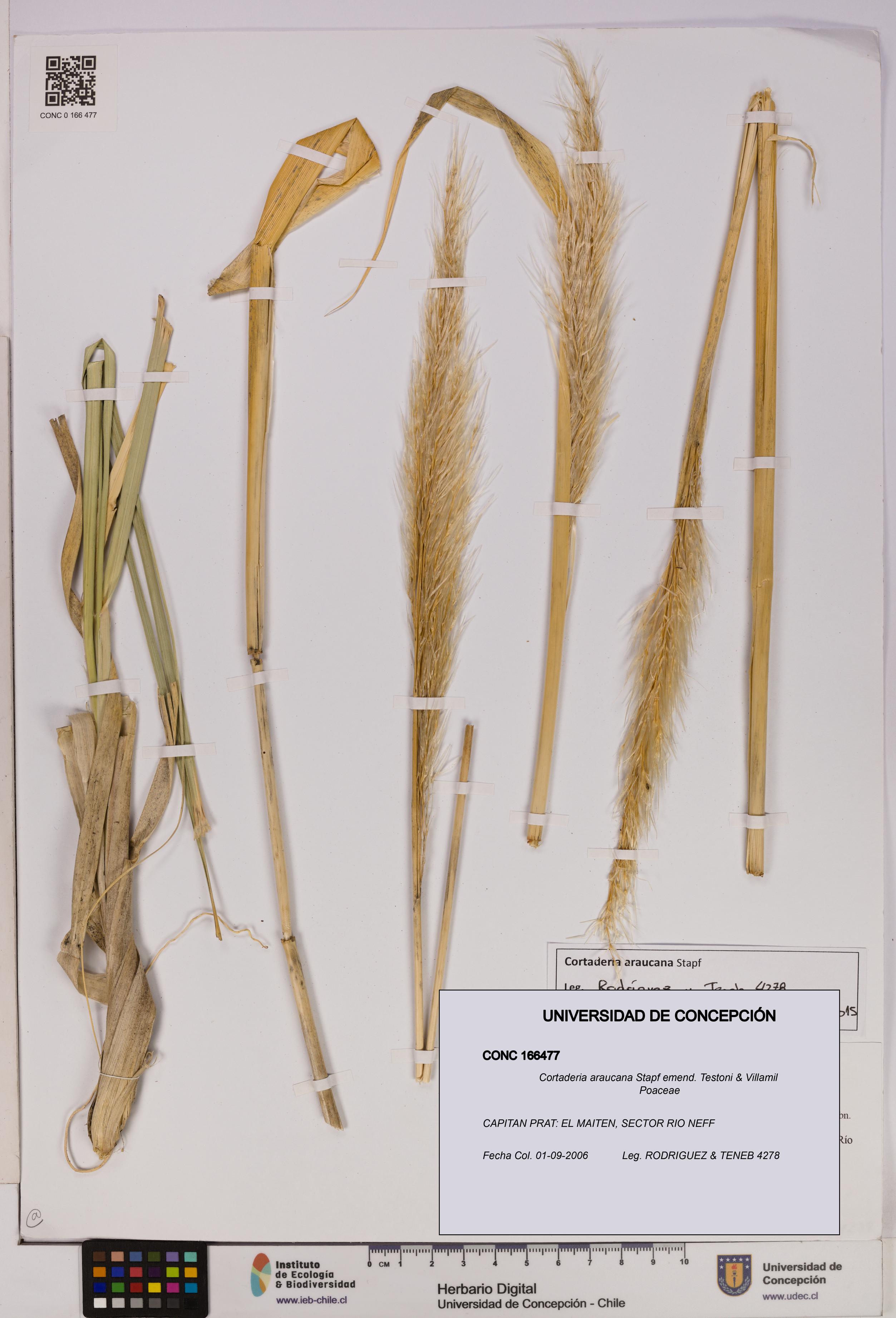Cortaderia araucana [Espécimen: UDEC:CONC:0166477]