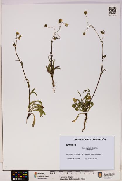 Crepis capillaris [Espécimen: UDEC:CONC:0166478]