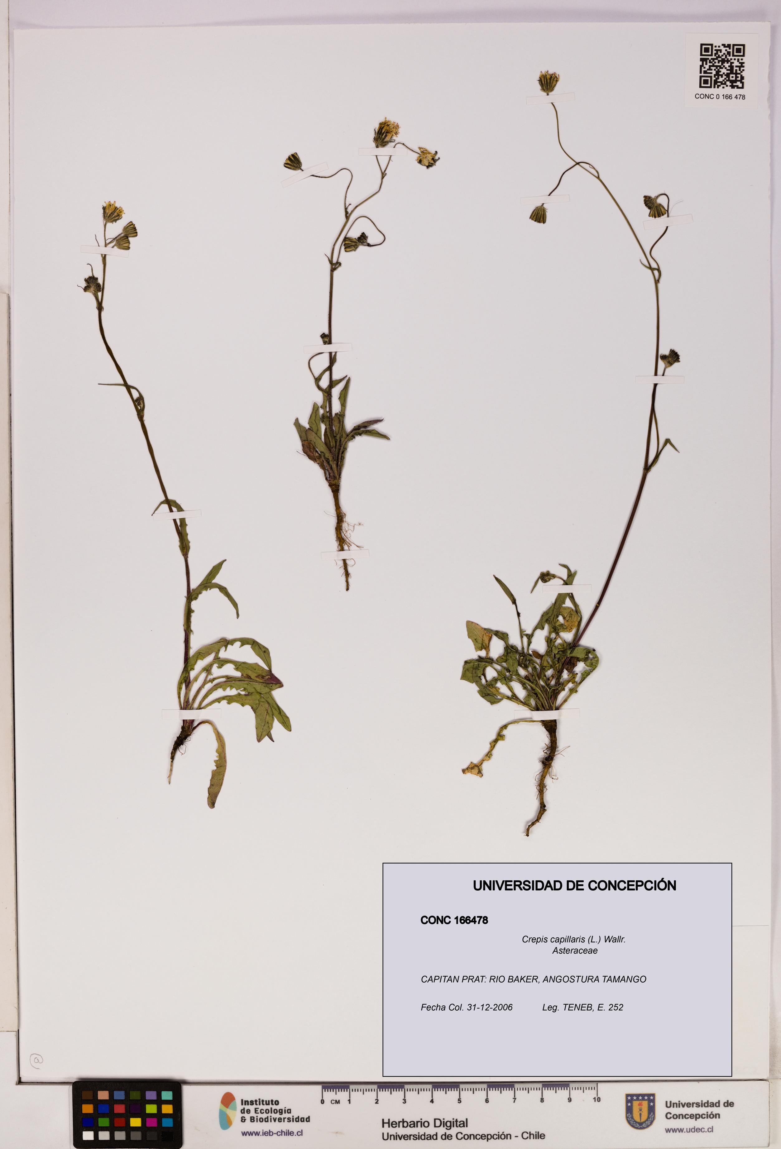Crepis capillaris [Espécimen: UDEC:CONC:0166478]