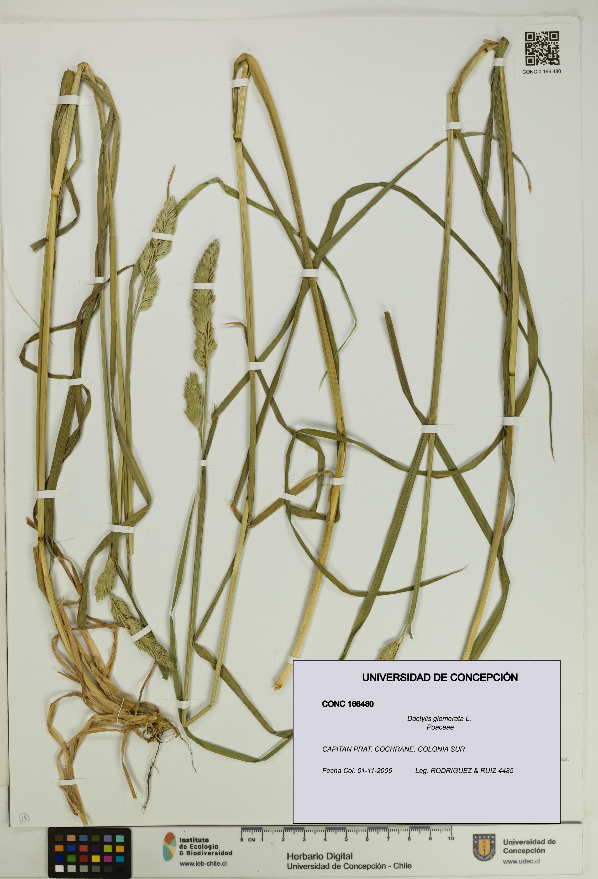 Dactylis glomerata [Espécimen: UDEC:CONC:0166480]