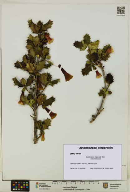 Desfontainia fulgens [Espécimen: UDEC:CONC:0166484]