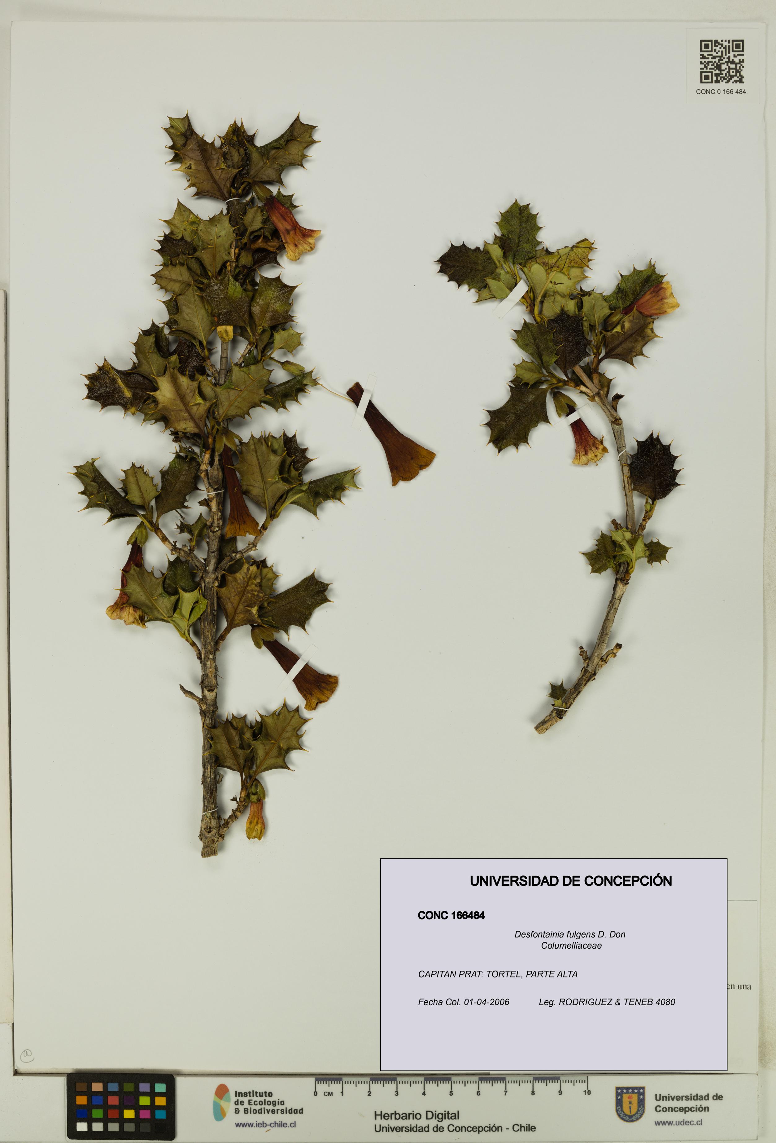Desfontainia fulgens [Espécimen: UDEC:CONC:0166484]