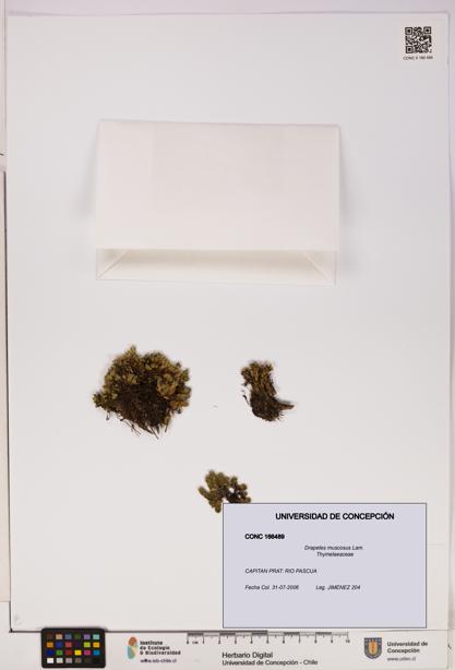 Drapetes muscosus [Espécimen: UDEC:CONC:0166489]