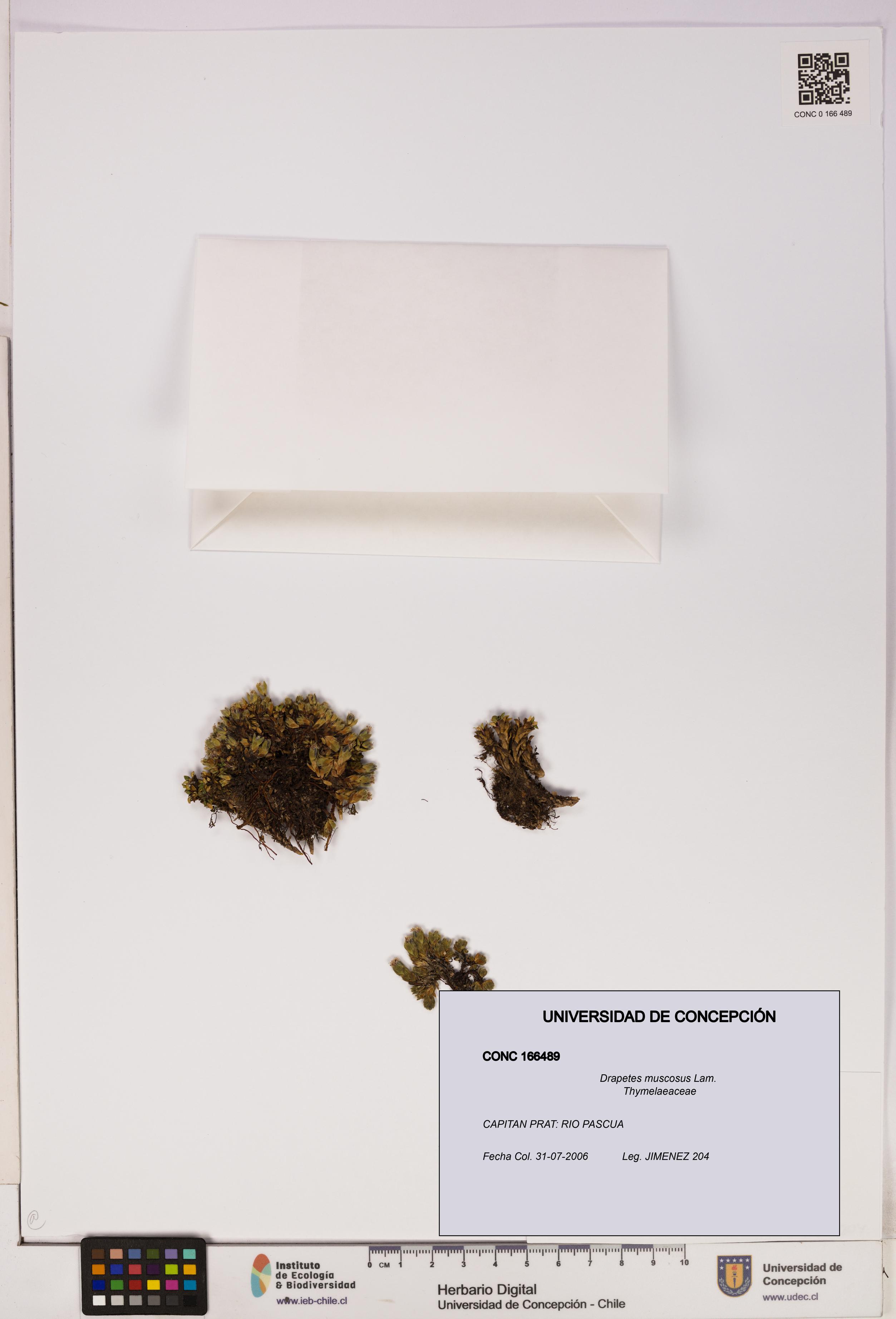 Drapetes muscosus [Espécimen: UDEC:CONC:0166489]