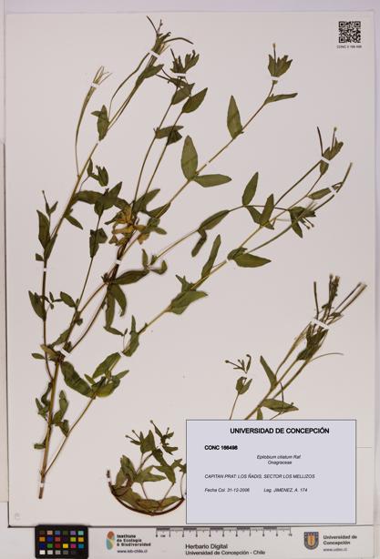 Epilobium ciliatum [Espécimen: UDEC:CONC:0166498]