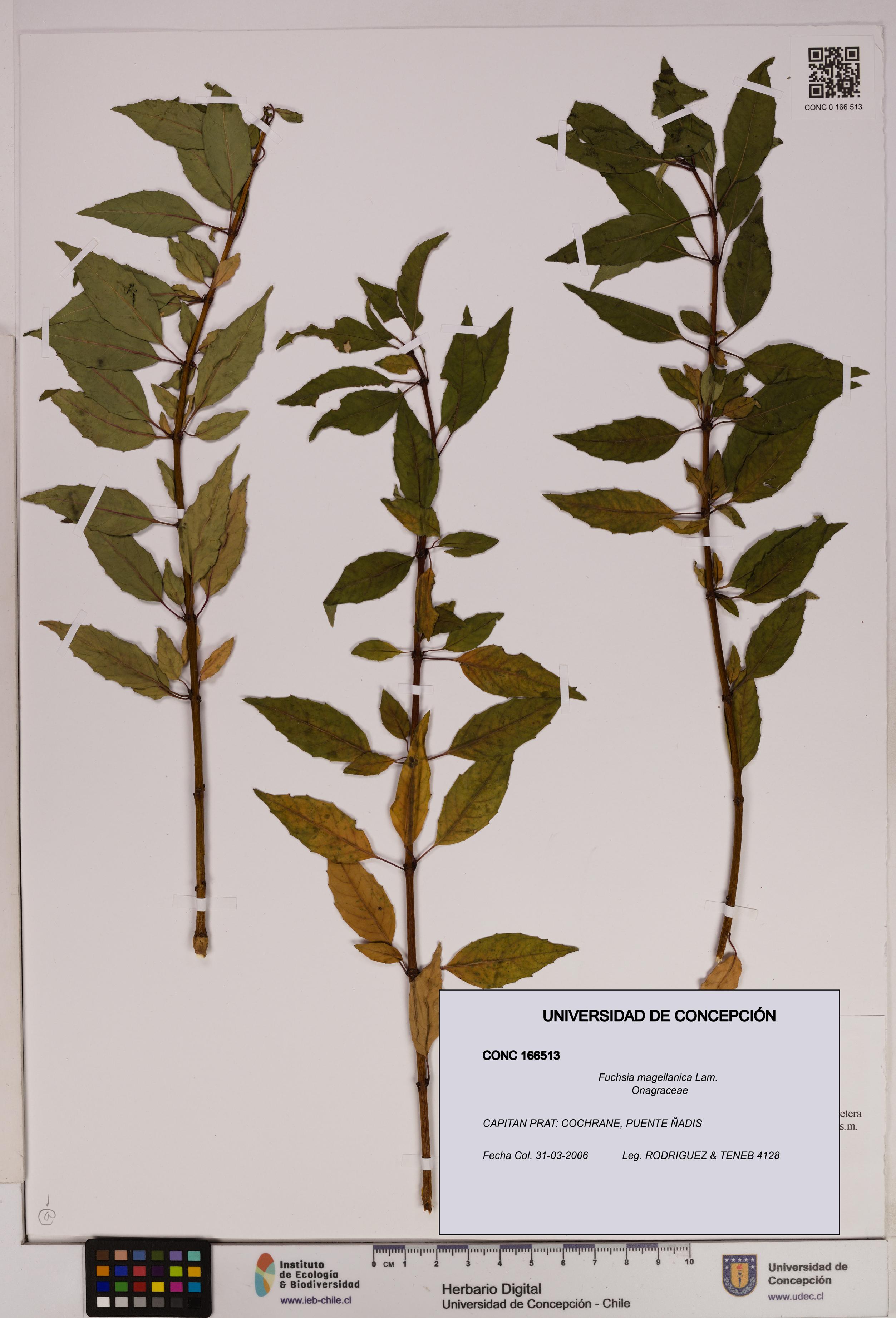 Fuchsia magellanica [Espécimen: UDEC:CONC:0166513]