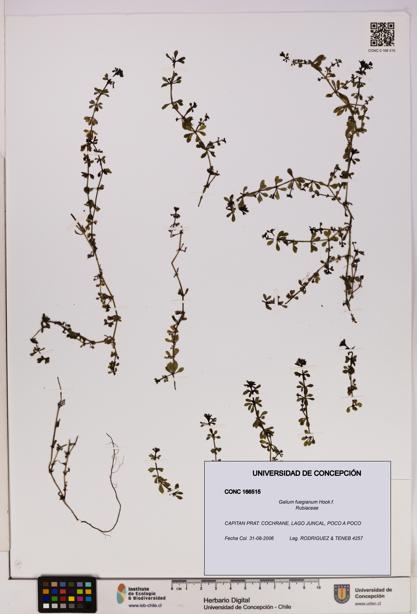 Galium fuegianum [Espécimen: UDEC:CONC:0166515]