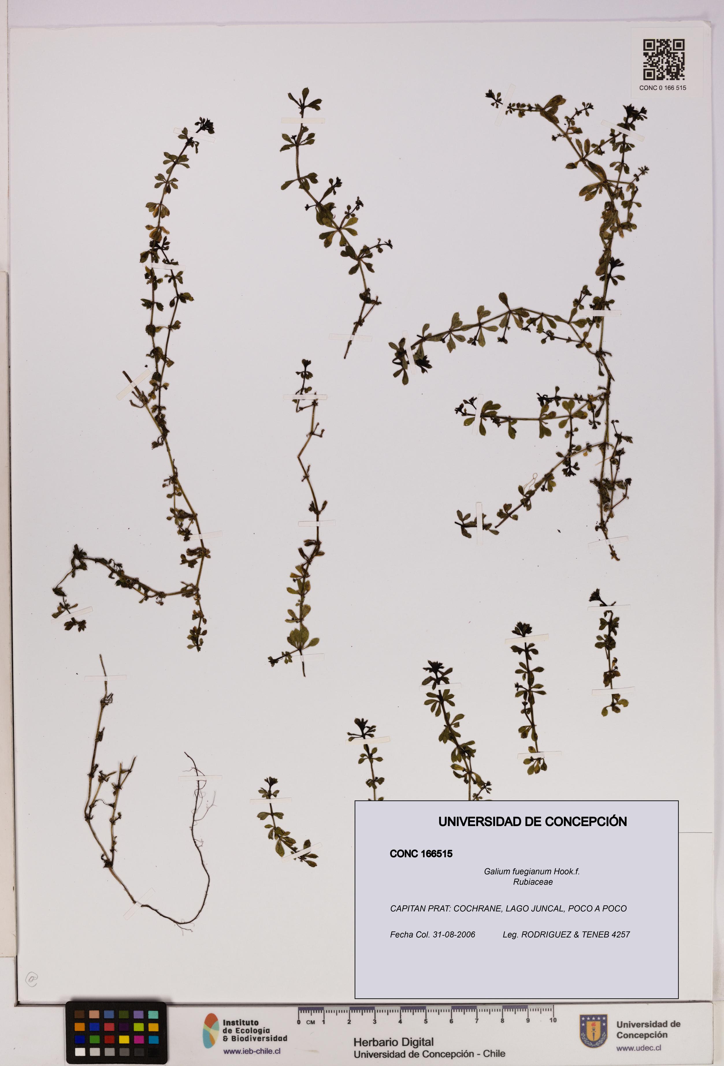 Galium fuegianum [Espécimen: UDEC:CONC:0166515]