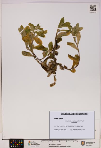 Gamochaeta americana [Espécimen: UDEC:CONC:0166516]