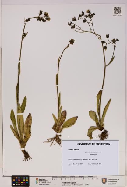 Hieracium chilense [Espécimen: UDEC:CONC:0166539]