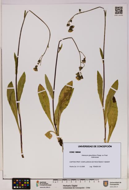 Hieracium glaucifolium [Espécimen: UDEC:CONC:0166540]