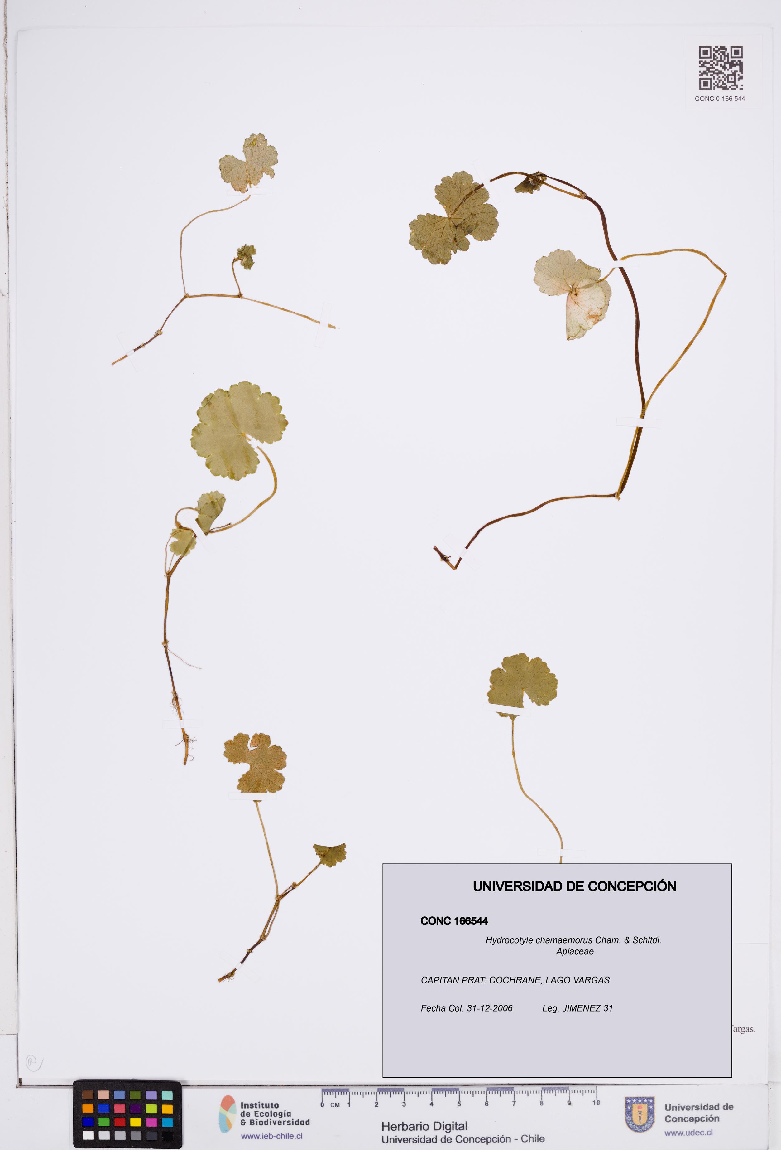 Hydrocotyle chamaemorus [Espécimen: ]