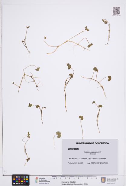 Hydrocotyle poeppigii [Espécimen: ]