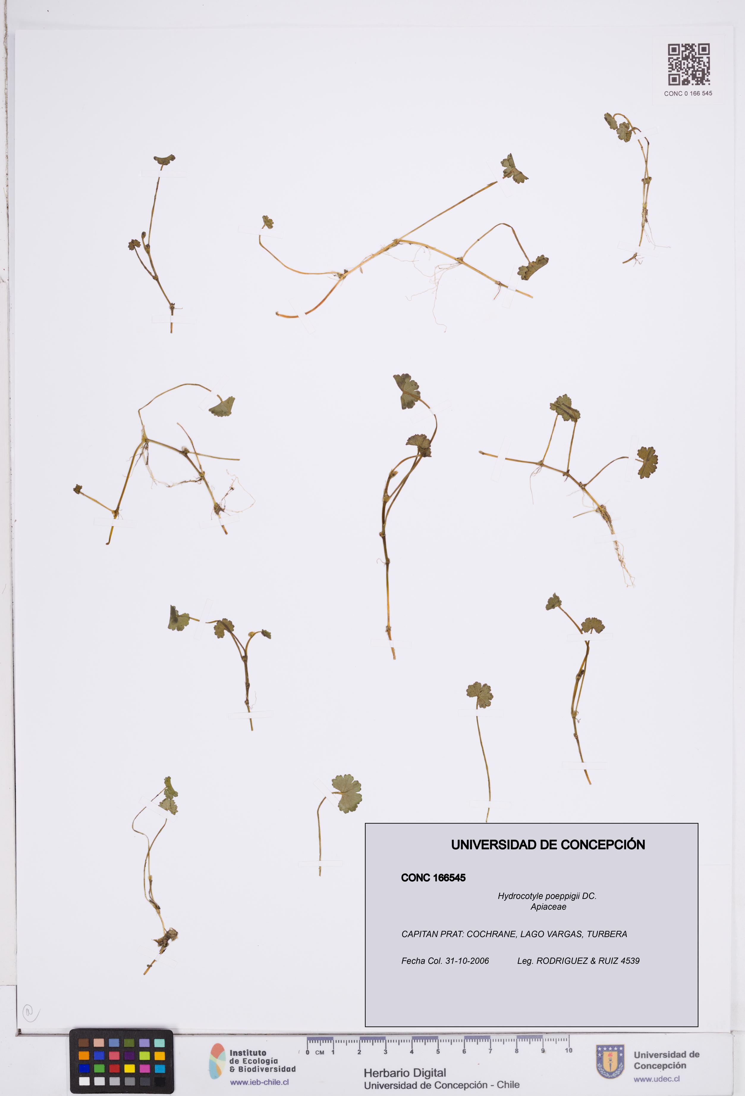 Hydrocotyle poeppigii [Espécimen: ]