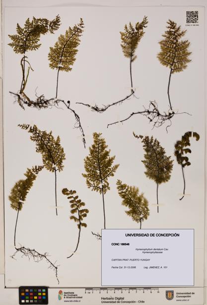 Hymenophyllum dentatum [Espécimen: UDEC:CONC:0166546]