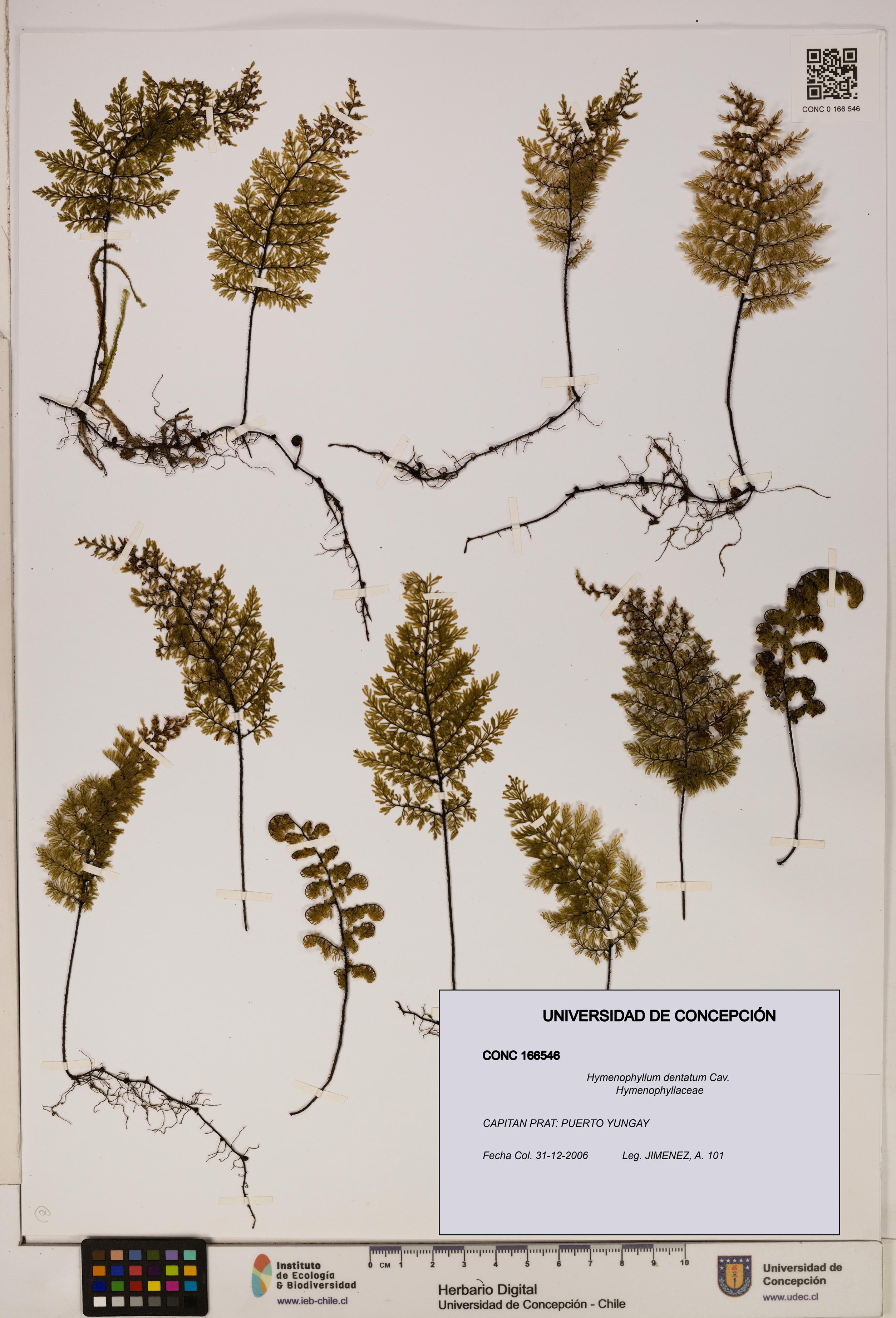 Hymenophyllum dentatum [Espécimen: UDEC:CONC:0166546]