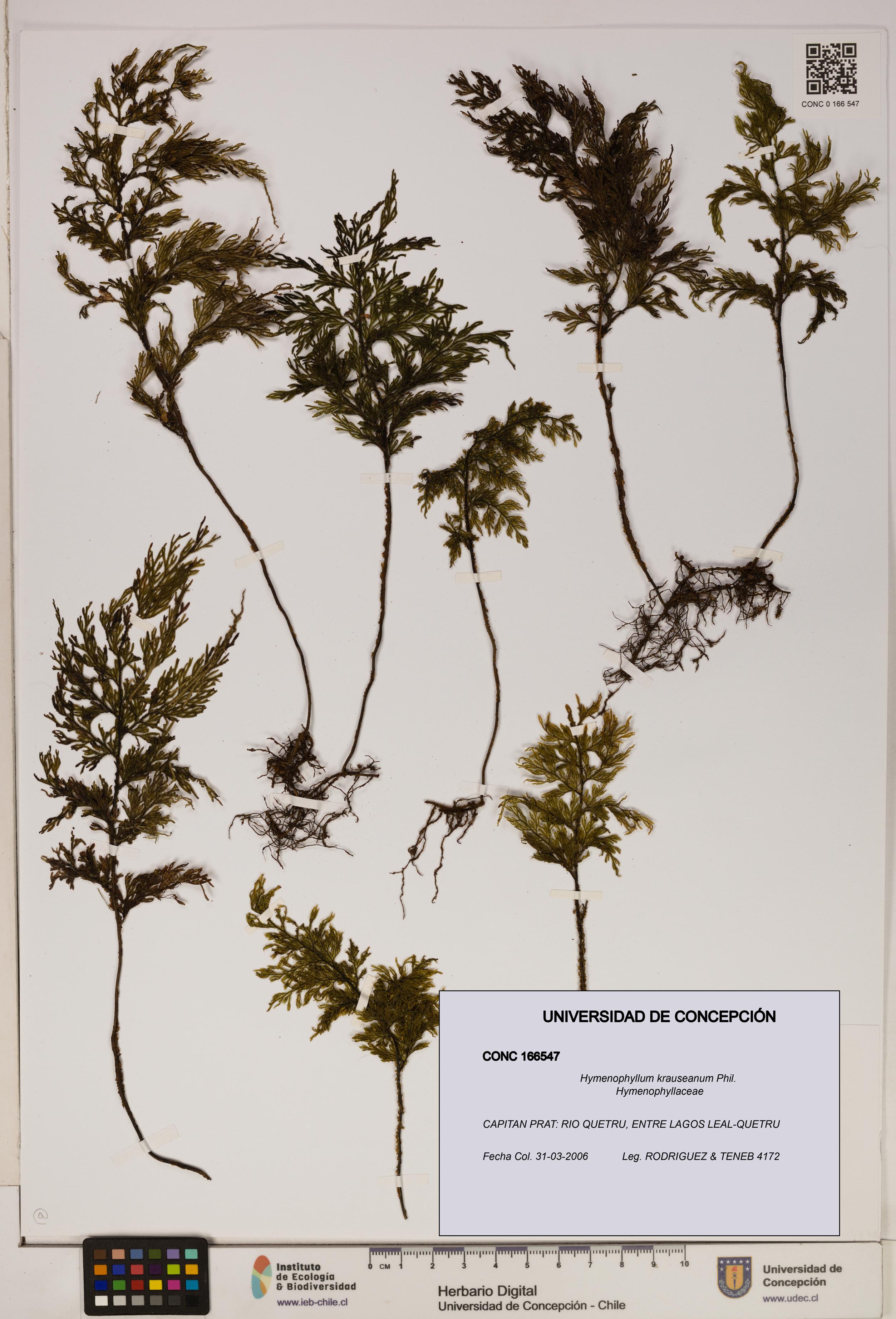 Hymenophyllum krauseanum [Espécimen: ]