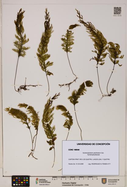 Hymenophyllum pectinatum [Espécimen: ]