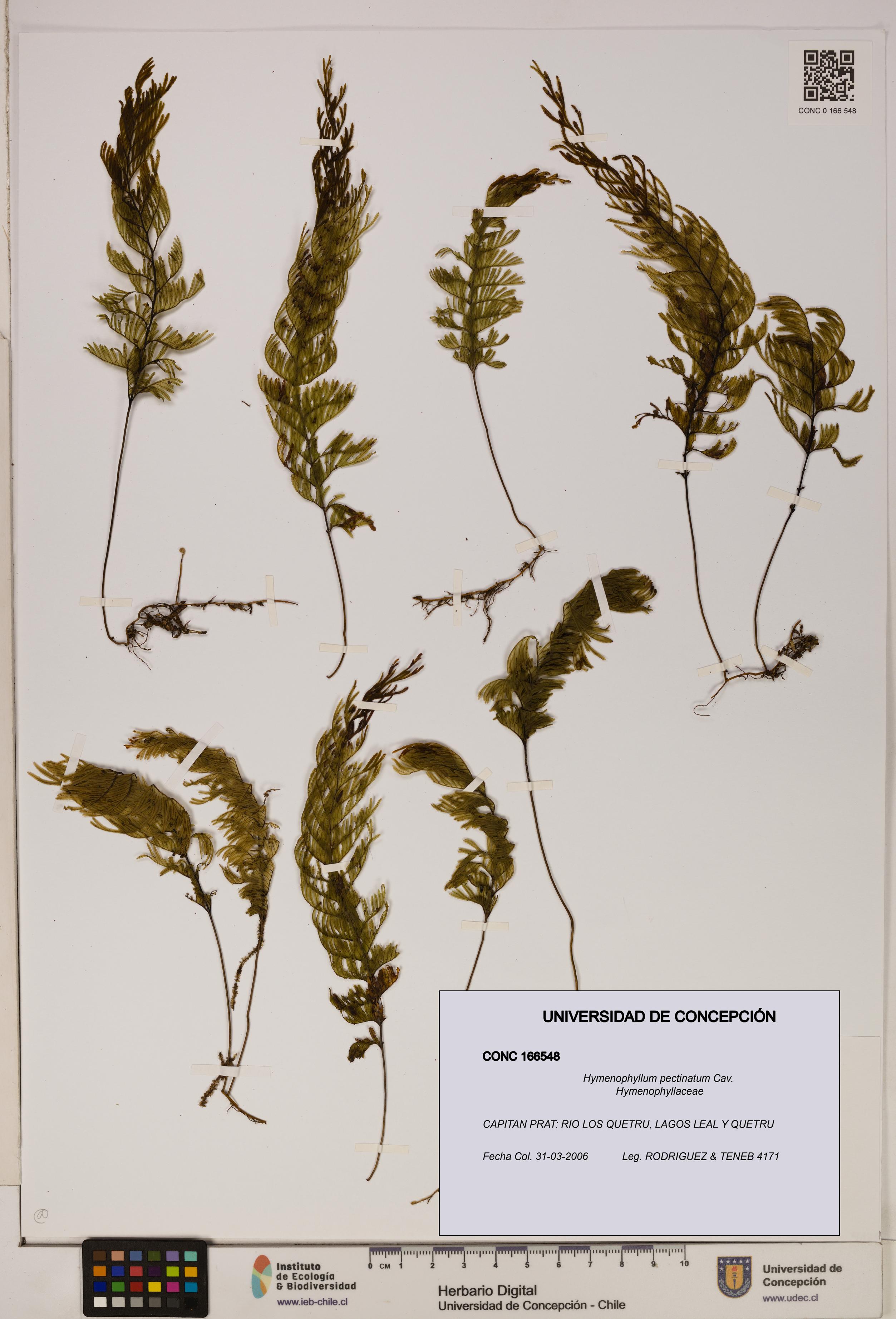 Hymenophyllum pectinatum [Espécimen: ]