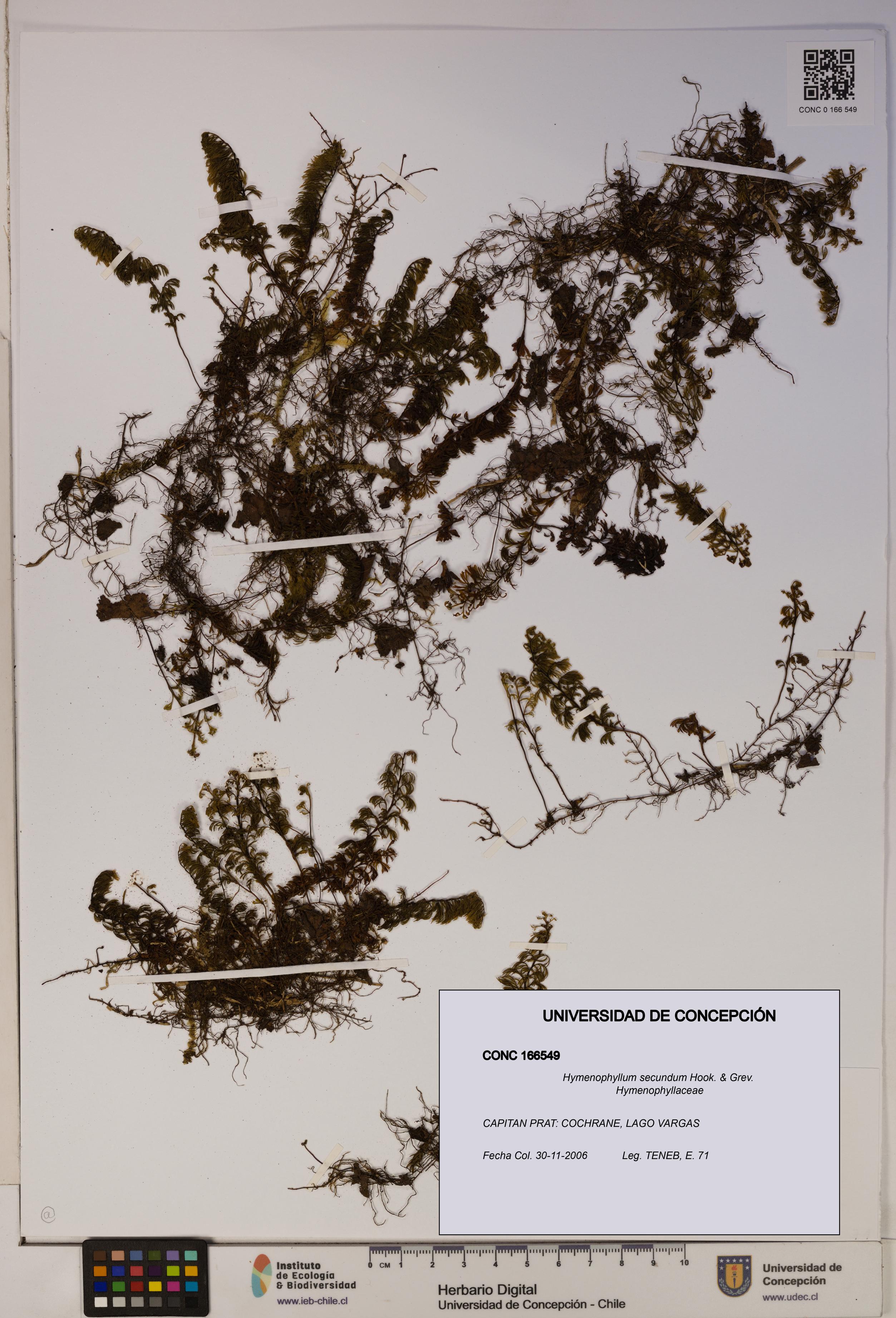 Hymenophyllum secundum [Espécimen: ]