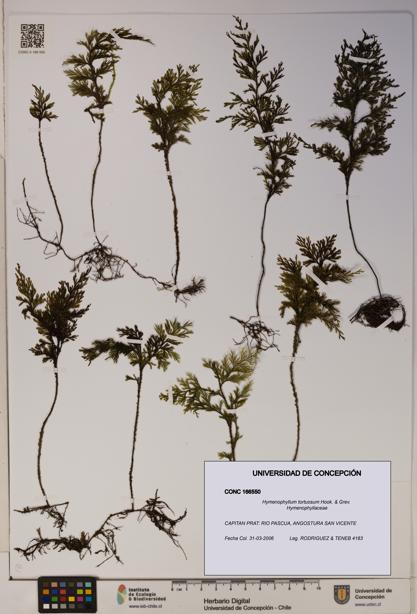 Hymenophyllum tortuosum [Espécimen: ]