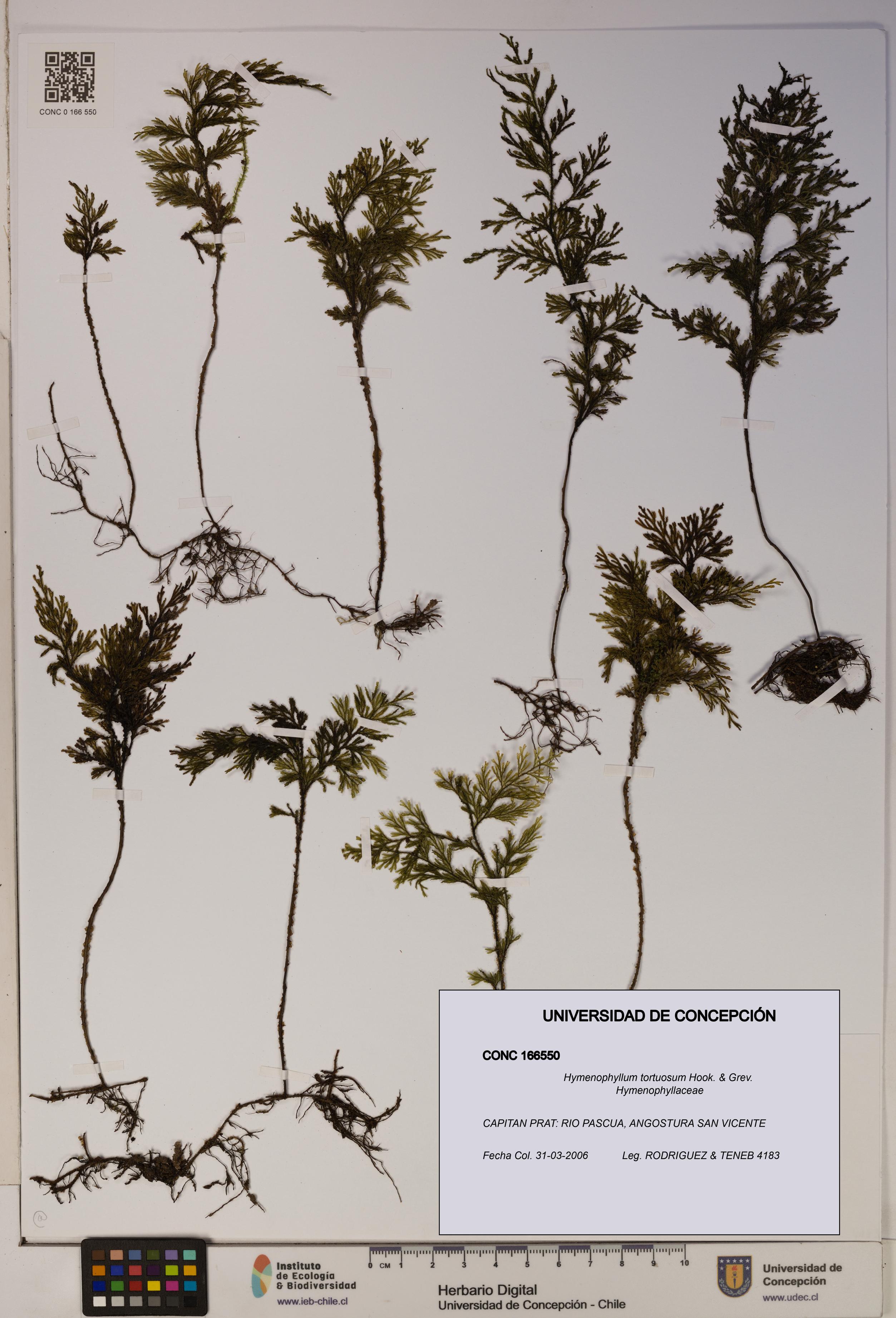 Hymenophyllum tortuosum [Espécimen: ]