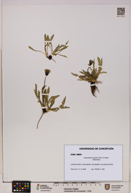 Hypochaeris palustris [Espécimen: UDEC:CONC:0166551]