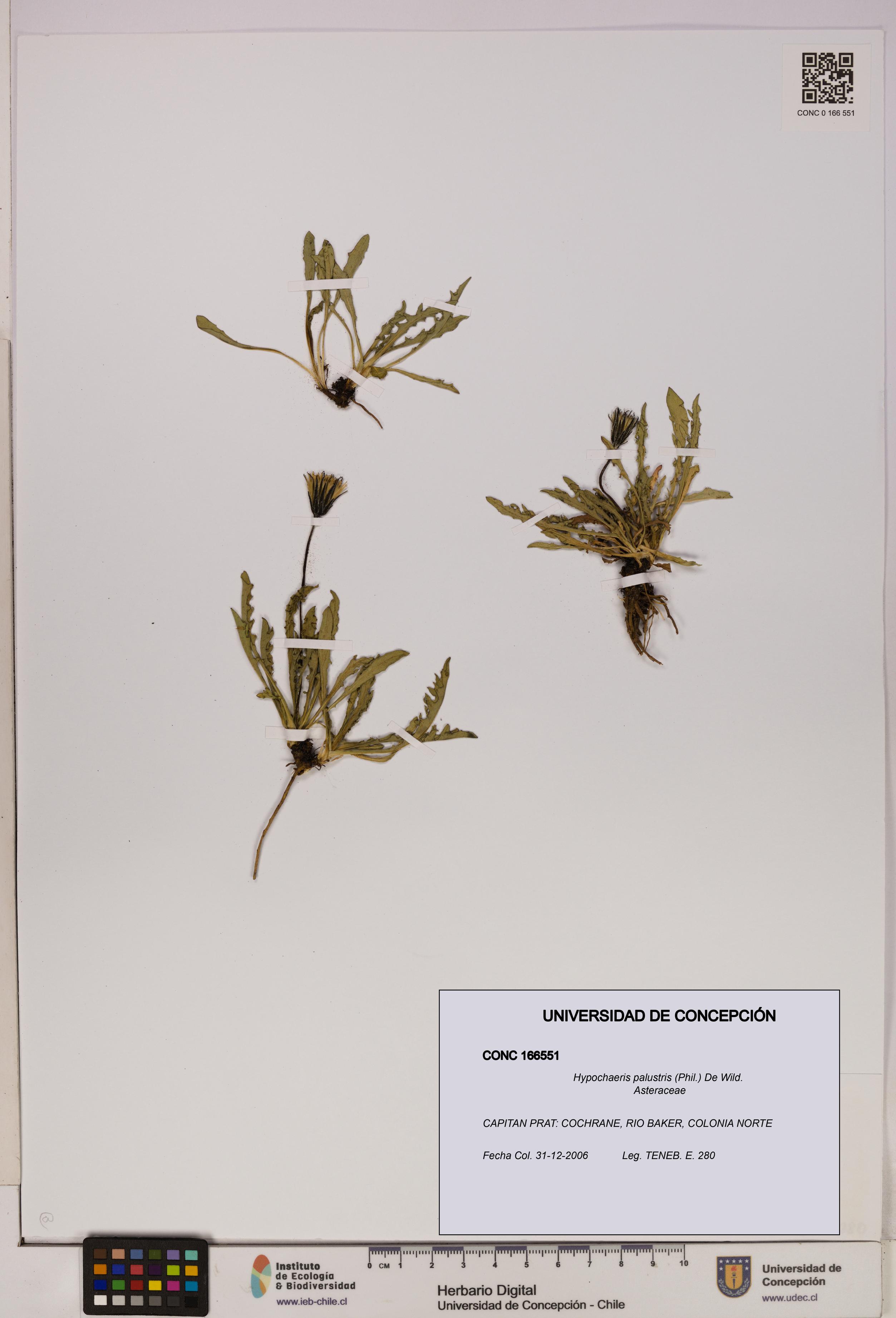Hypochaeris palustris [Espécimen: UDEC:CONC:0166551]