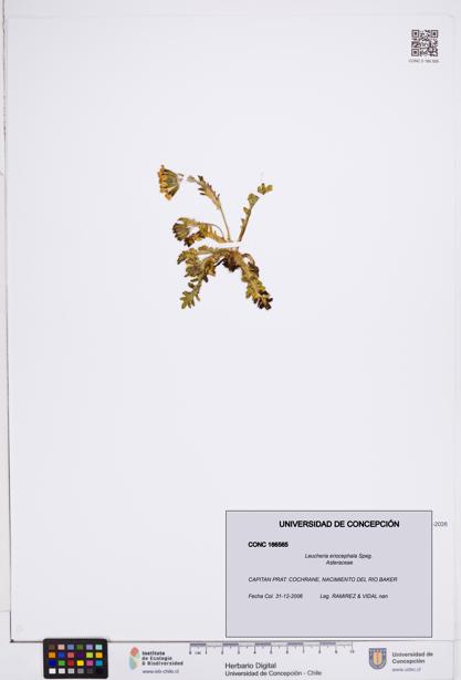 Leucheria eriocephala [Espécimen: ]