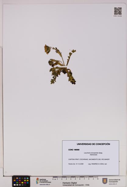 Leucheria eriocephala [Espécimen: UDEC:CONC:0166565]