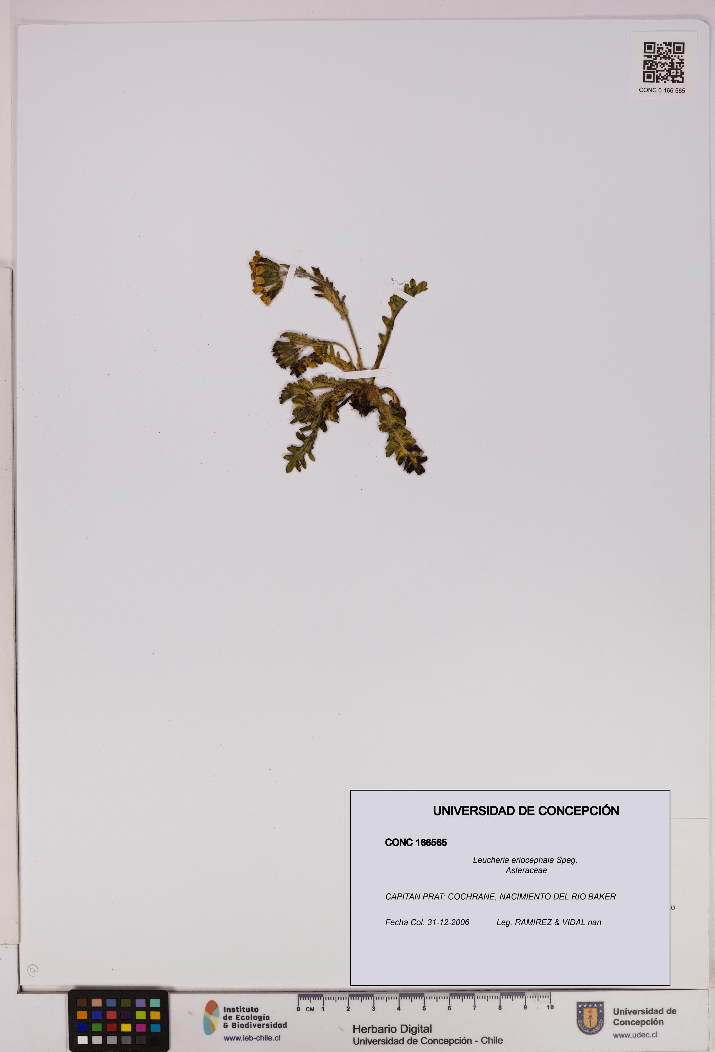 Leucheria eriocephala [Espécimen: UDEC:CONC:0166565]
