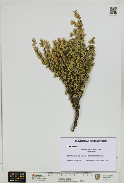 Maytenus disticha [Espécimen: UDEC:CONC:0166583]