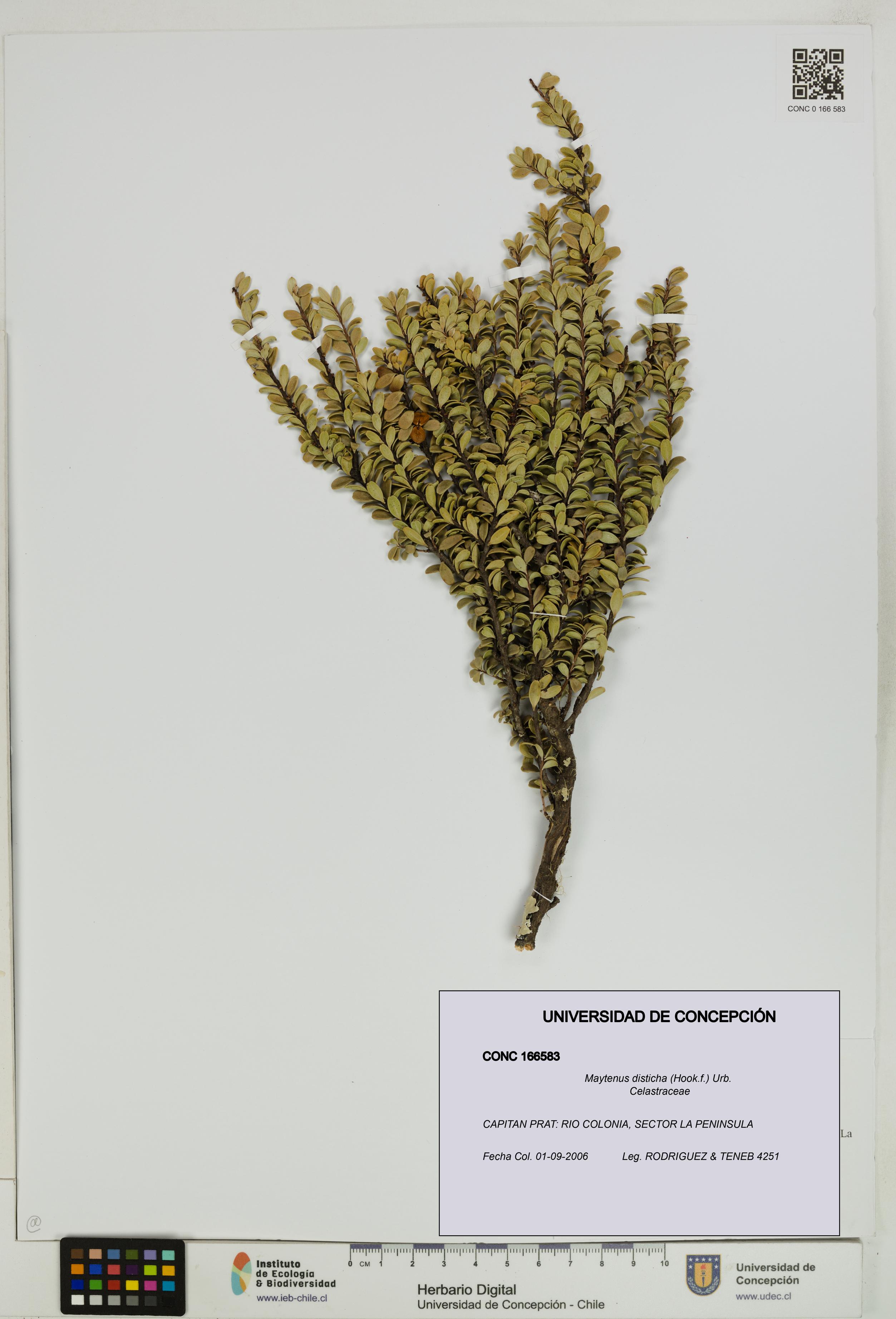 Maytenus disticha [Espécimen: UDEC:CONC:0166583]