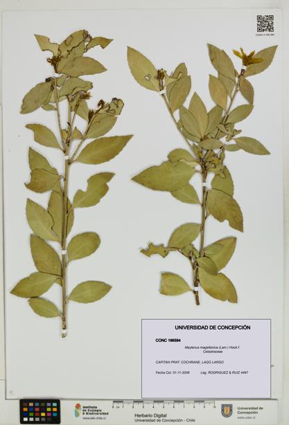 Maytenus magellanica [Espécimen: UDEC:CONC:0166584]