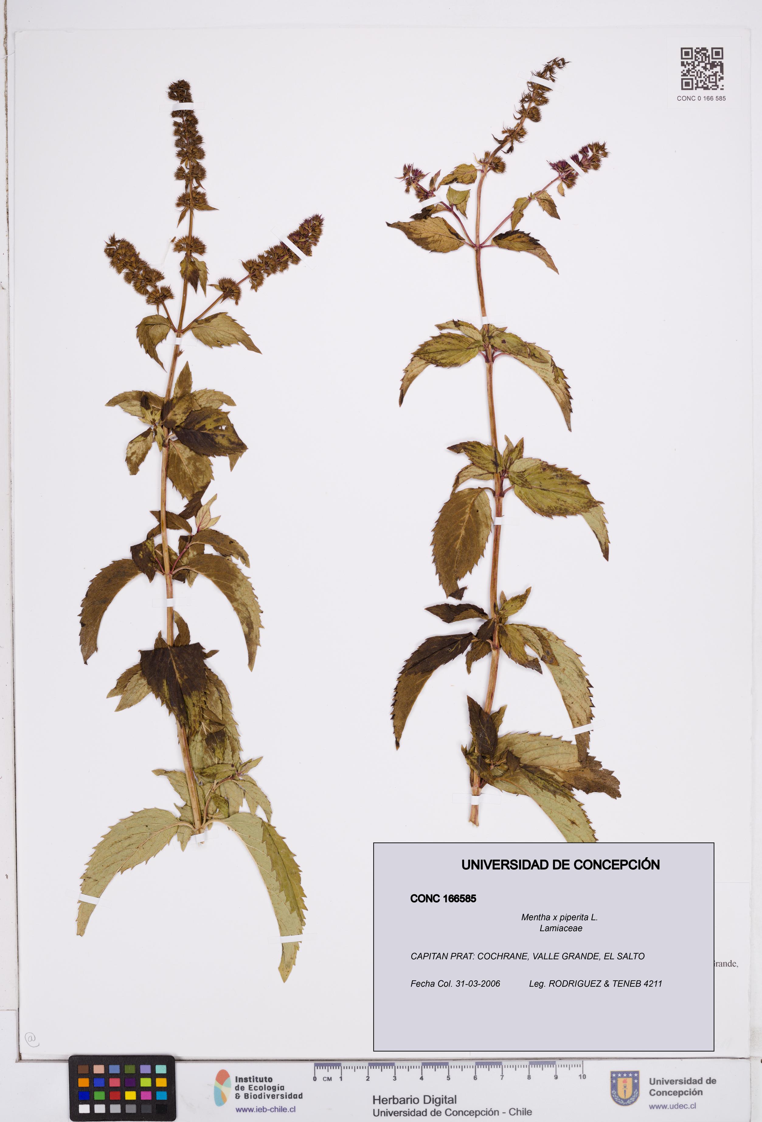 Mentha x piperita [Espécimen: ]