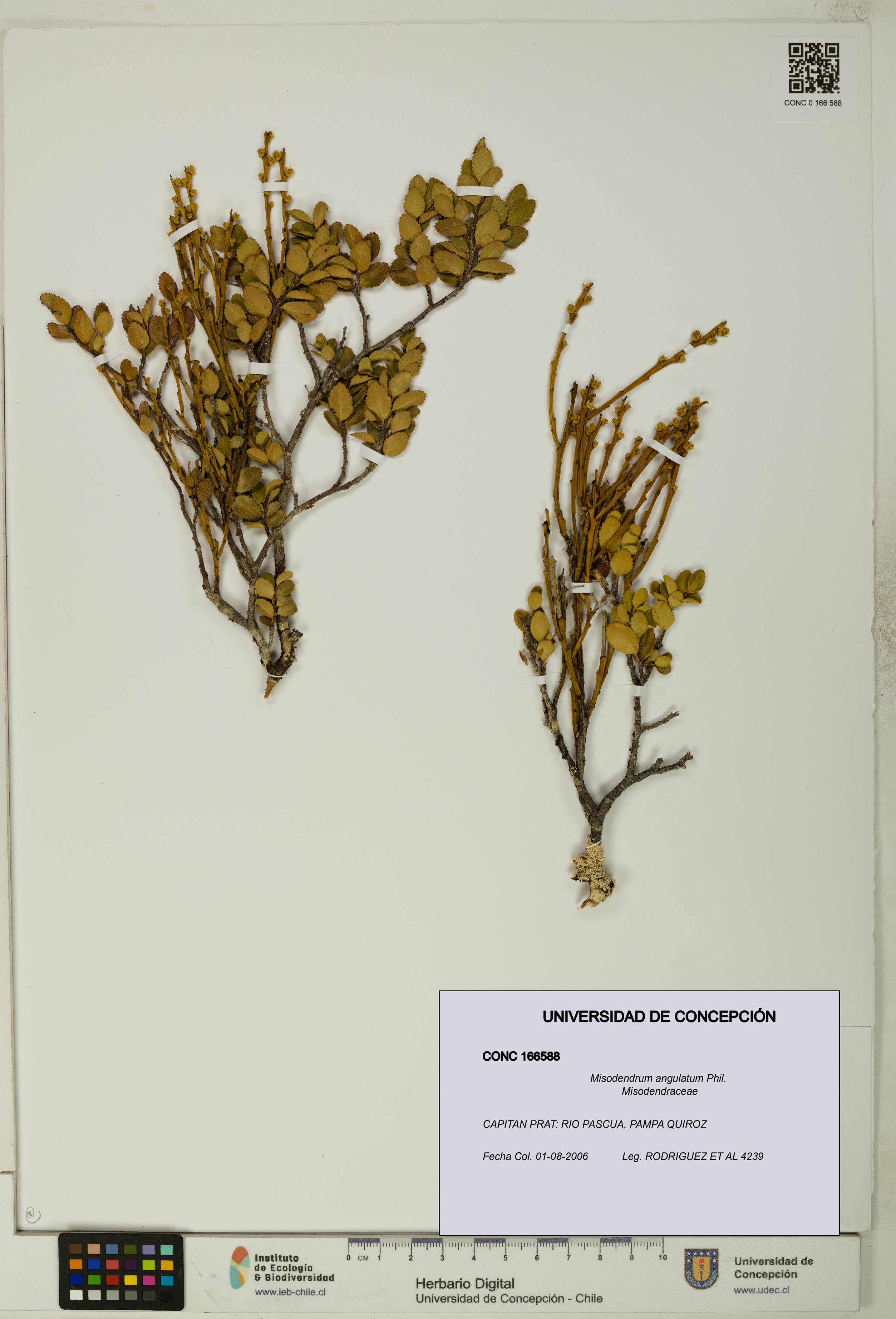 Misodendrum angulatum [Espécimen: UDEC:CONC:0166588]