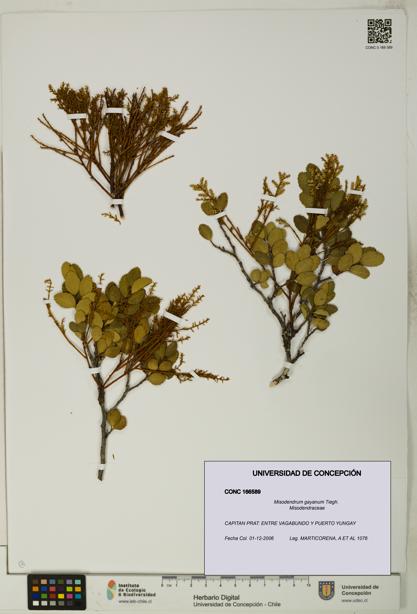 Misodendrum gayanum [Espécimen: UDEC:CONC:0166589]