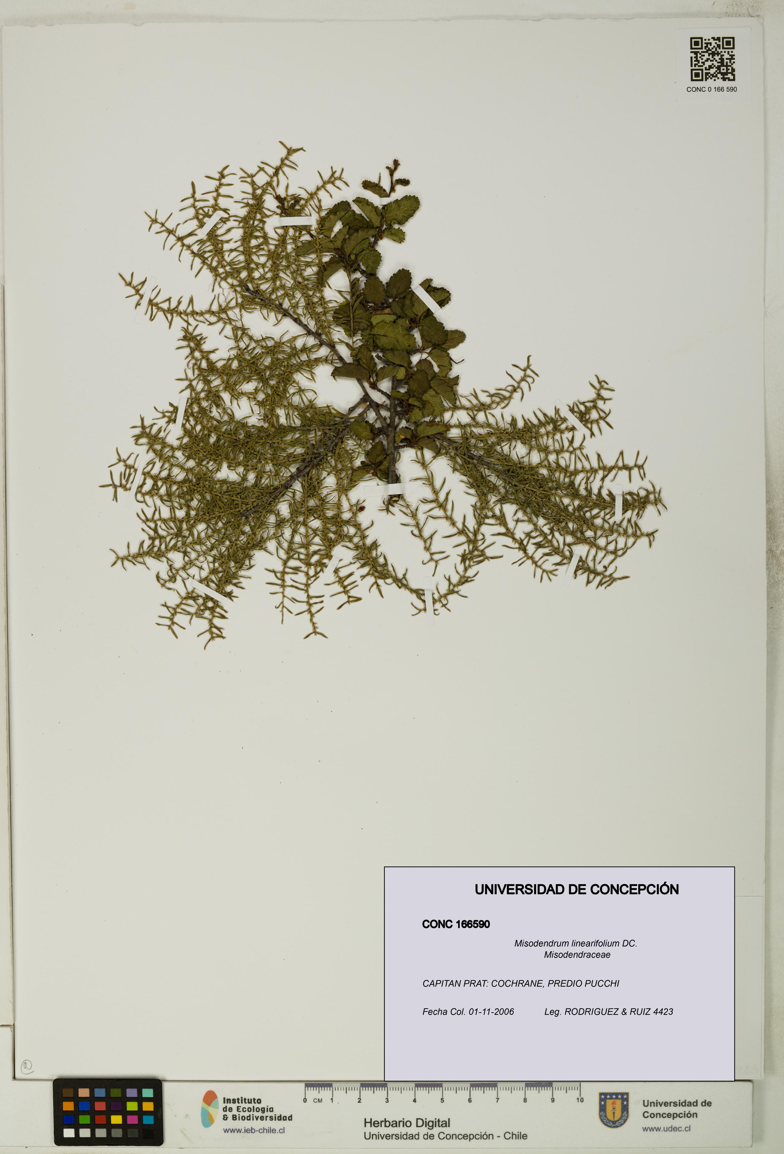 Misodendrum linearifolium [Espécimen: UDEC:CONC:0166590]