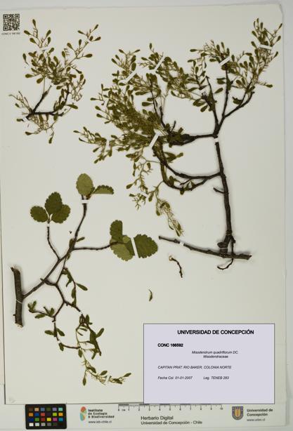 Misodendrum quadriflorum [Espécimen: UDEC:CONC:0166592]
