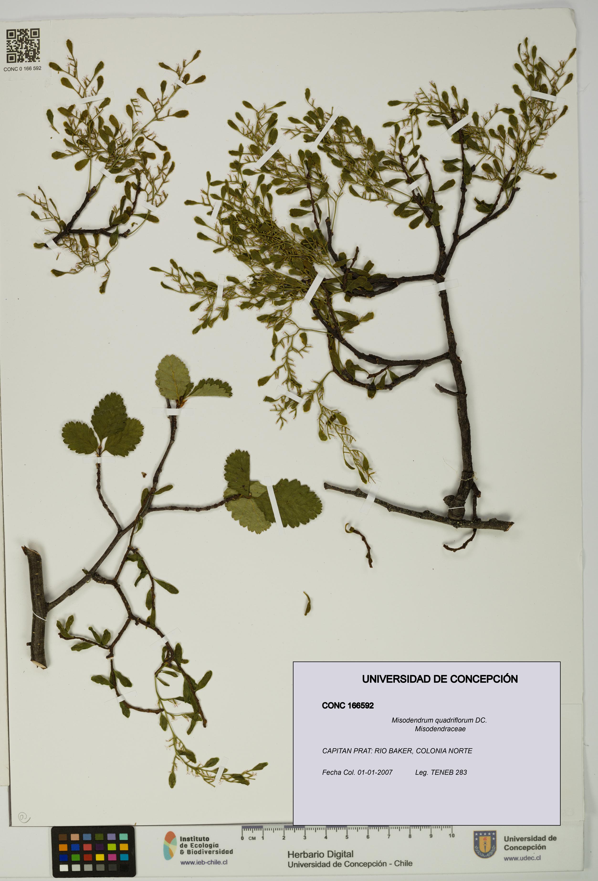 Misodendrum quadriflorum [Espécimen: UDEC:CONC:0166592]