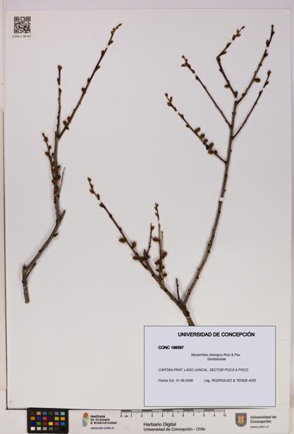 Myoschilos oblongus [Espécimen: UDEC:CONC:0166597]