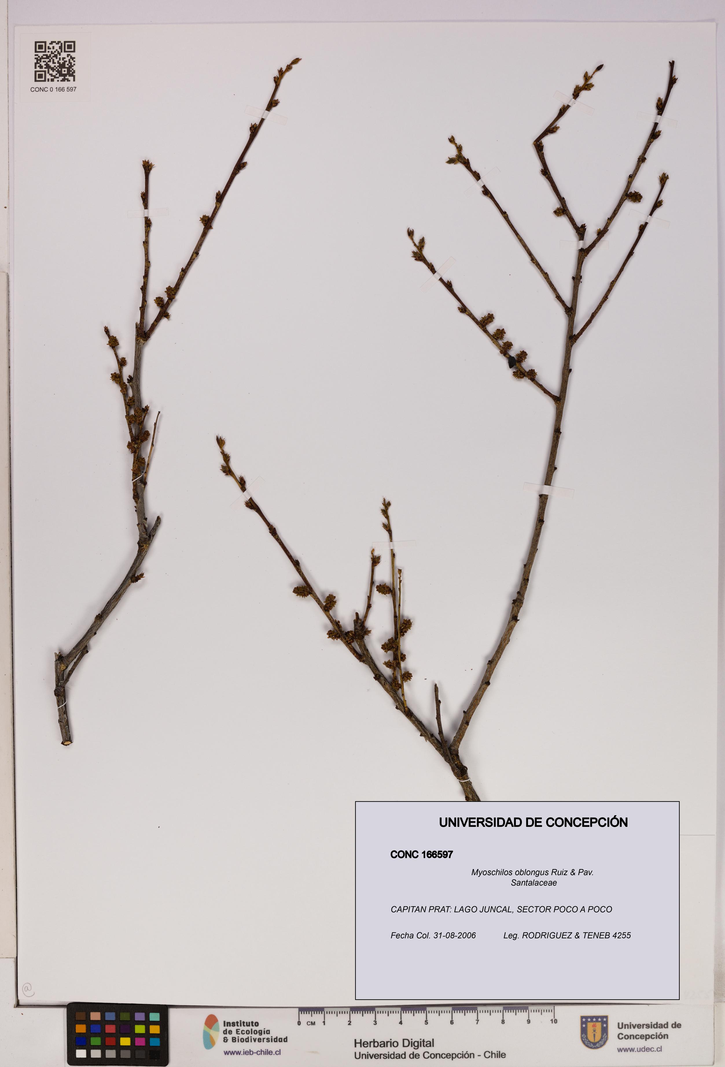 Myoschilos oblongus [Espécimen: UDEC:CONC:0166597]