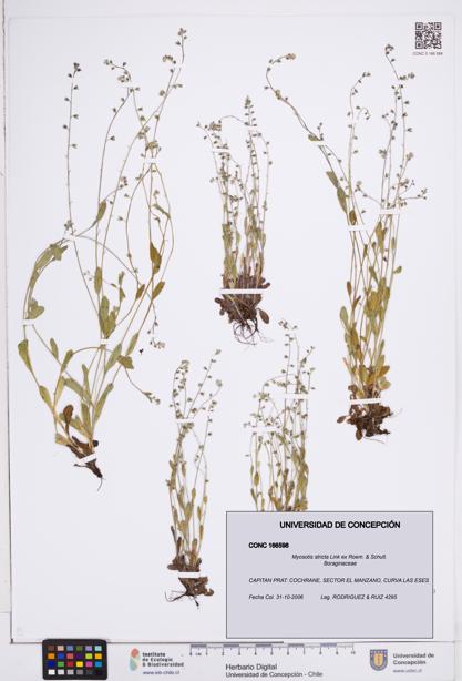 Myosotis stricta [Espécimen: ]