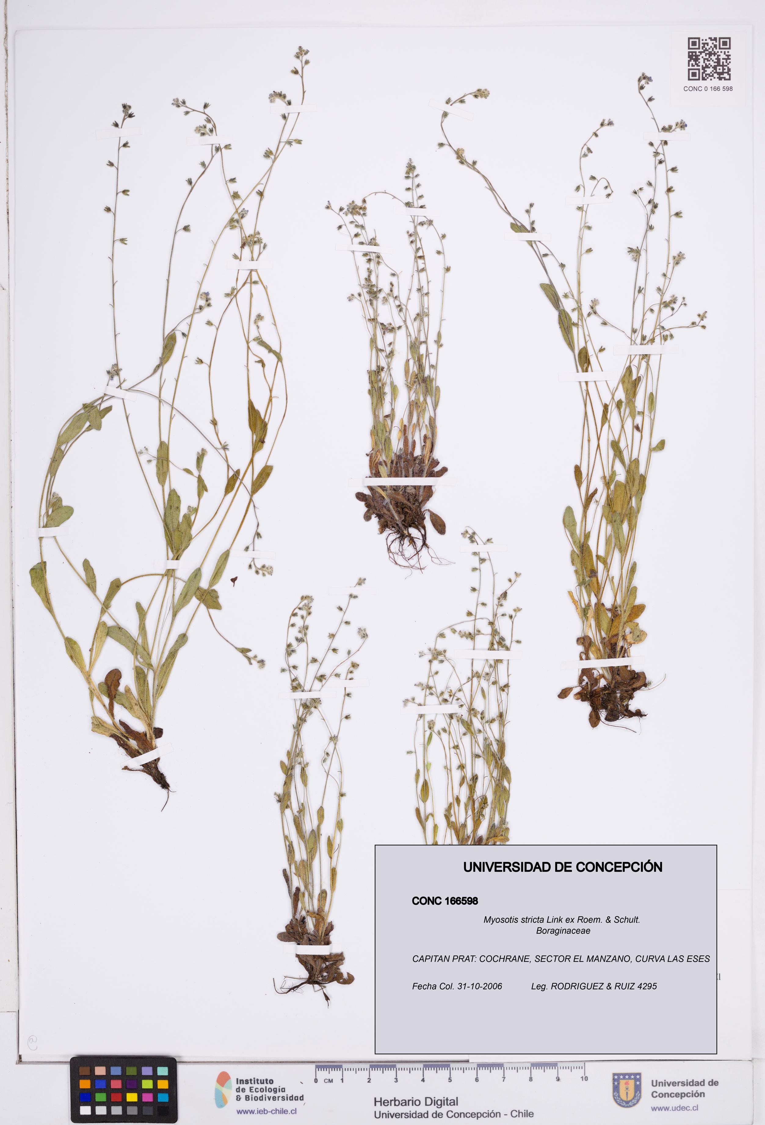Myosotis stricta [Espécimen: ]