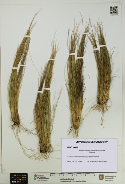 Nassella gigantea [Espécimen: UDEC:CONC:0166602]
