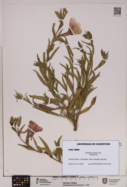 Oenothera odorata [Espécimen: UDEC:CONC:0166608]
