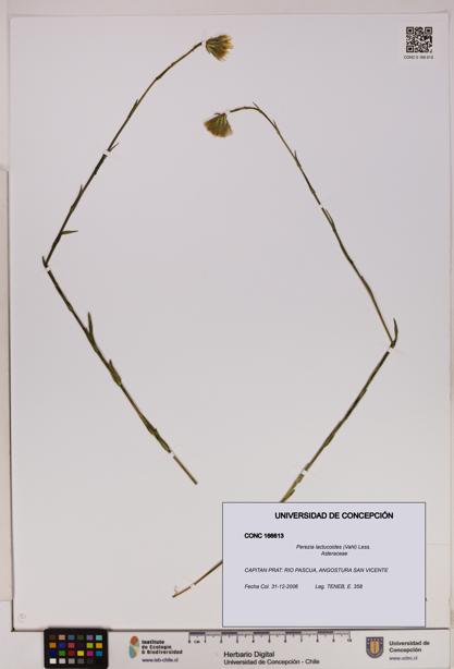 Perezia lactucoides [Espécimen: UDEC:CONC:0166613]
